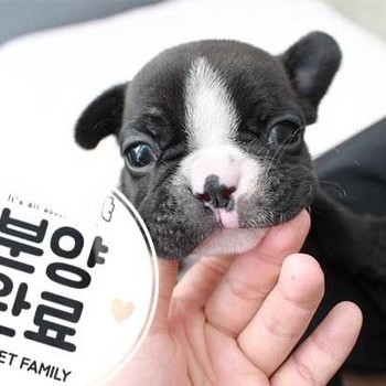 프렌치불독 ♂ 7.30 분양완료