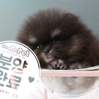 포메라니안 ♀ 7.30 분양완료