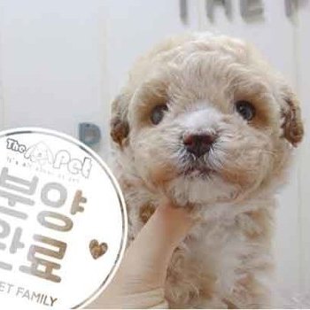 말티푸 ♀ 4.10 분양완료