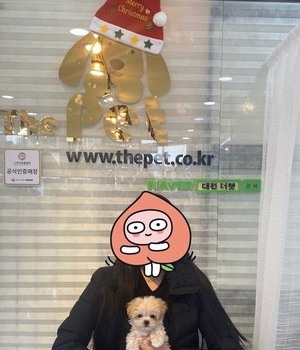 말티푸 분양후기 [22.12.11]