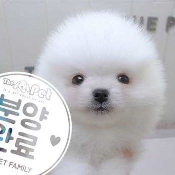 포메라니안 ♂ 4.10 분양완료