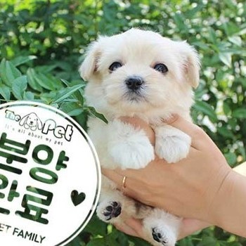 말티푸 ♀ 6.26 분양완료