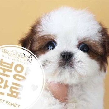 시츄 ♂ 7.23 분양완료