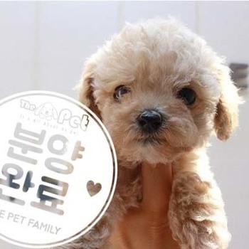 푸들 ♀ 4.24 분양완료