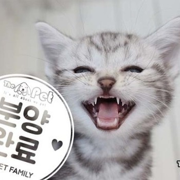 아메리칸숏헤어 ♂ 8.14 분양완료