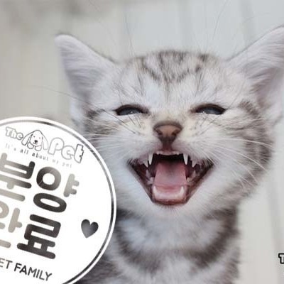 아메리칸숏헤어 ♂ 8.14 분양완료