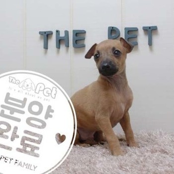 이탈리안그레이하운드 ♀ 4.3 분양완료