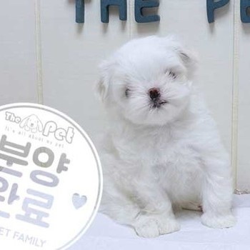 말티즈 ♂ 5.1 분양완료
