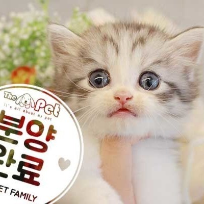 페르시안 ♂ 6.12 분양완료