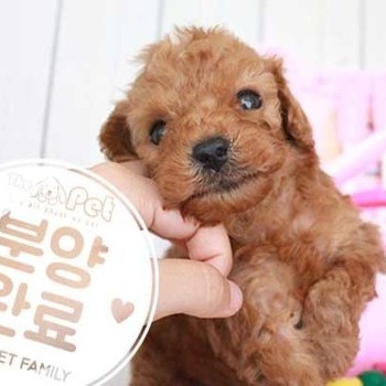 푸들 ♂ 6.26 분양완료