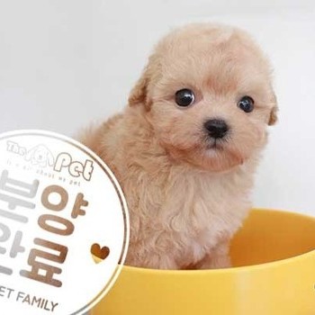 말티푸 ♂ 7.16 분양완료