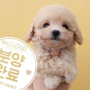 푸들 ♂ 7.30 분양완료