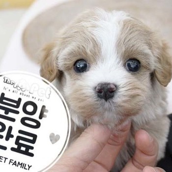 말티푸 ♂ 8.7 분양완료