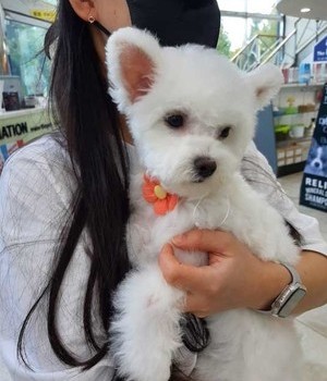 비숑프리제 분양후기 [22.9.15]
