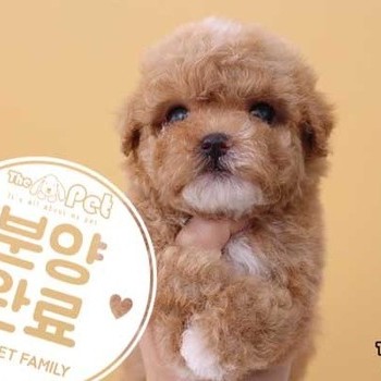 말티푸 ♂ 8.7 분양완료