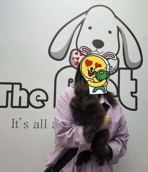 푸들 분양후기/중리점 [22.7.17]