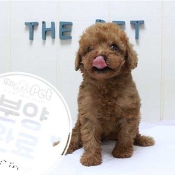 푸들 ♂ 5.1 분양완료