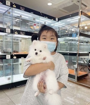 포메라니안 분양후기[22.7.3]