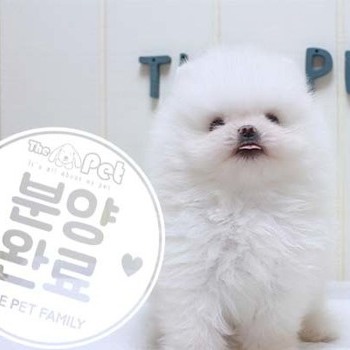 포메라니안 ♂ 5.8 분양완료
