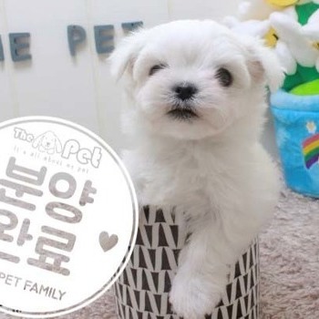 말티즈 ♂ 4.3 분양완료