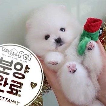 포메라니안 ♂ 10.18 분양완료