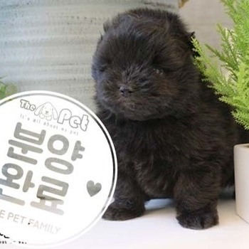 폼푸 ♀ 4.24 분양완료