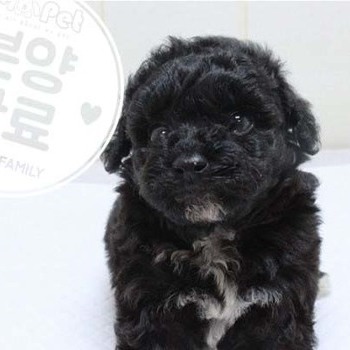 푸들 ♀ 4.24 분양완료