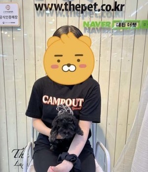 푸들 분양후기[22.6.18]