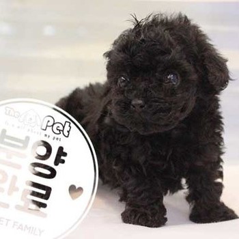 푸들 ♀ 7.9 분양완료