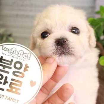비숑프리제 ♀ 7.30 분양완료
