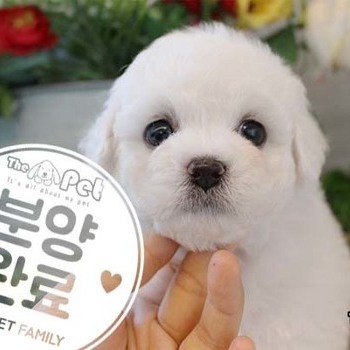 비숑프리제 ♂ 9.18 분양완료
