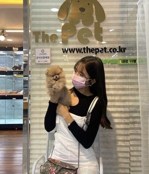 포메라니안 분양후기 [22.9.4]