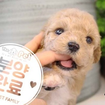 푸들 ♀ 9.10 분양완료