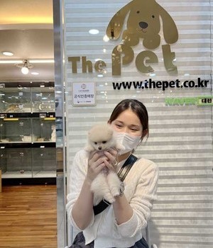 포메라니안 분양후기 [22.9.22]