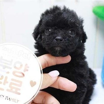 푸들 ♀ 5.29 분양완료