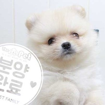 포메라니안 ♂ 5.1 분양완료