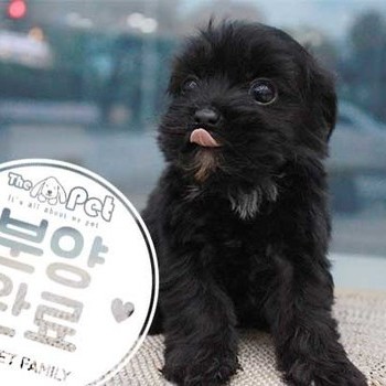 말티푸 ♂ 7.9 분양완료