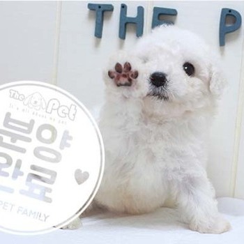 비숑프리제 ♂ 5.8 분양완료