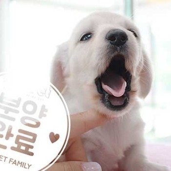 닥스훈트 ♀ 5.29 분양완료