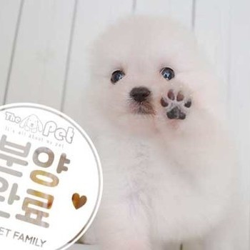 포메라니안 ♂ 6.12 분양완료