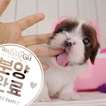시츄 ♀ 9.10 분양완료