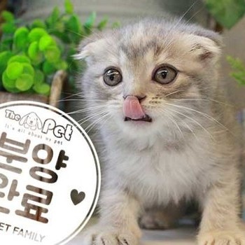 스코티쉬폴드 ♀ 7.2 분양완료
