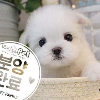 말티즈 ♂ 9.10 분양완료