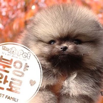 포메라니안 ♂ 8.28 분양완료