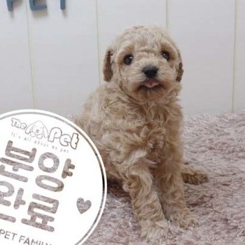 푸들 ♀ 4.3 분양완료
