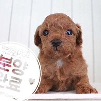 푸들 ♂ 6.12 분양완료