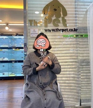 아메리칸숏헤어 분양후기 [22.11.5]