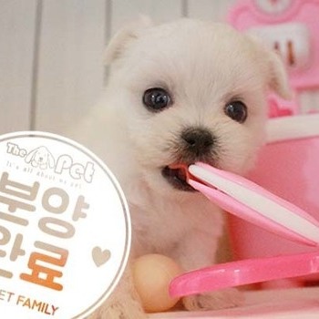 말티즈 ♂ 7.2 분양완료