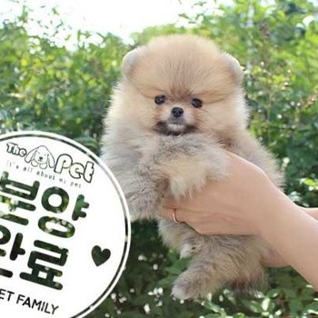 포메라니안 ♂ 6.26 분양완료