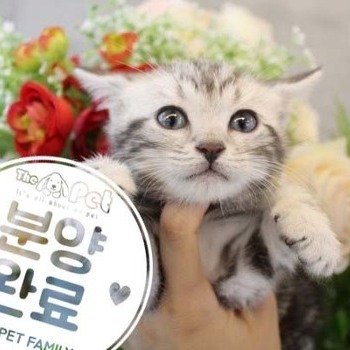 아메리칸숏헤어 ♀ 4.3